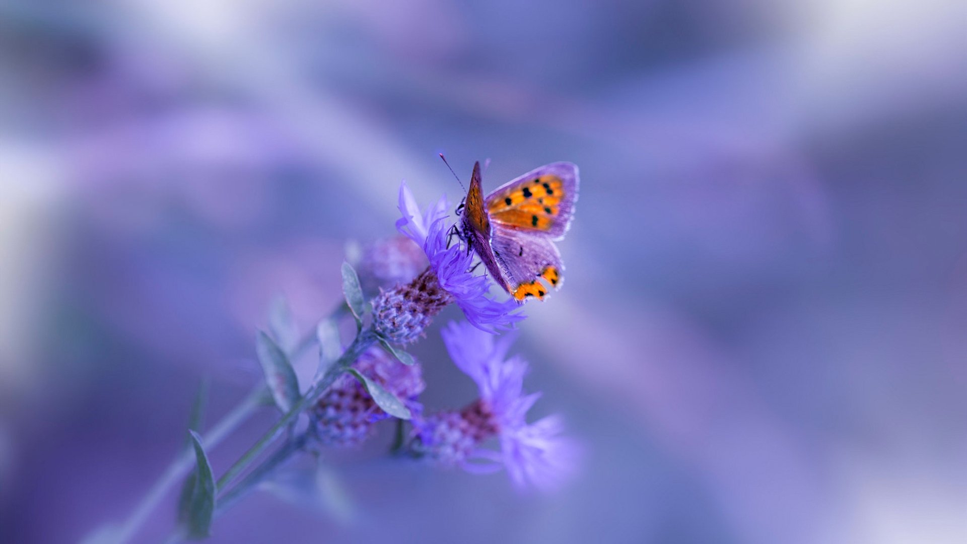 Kaiyun APP-美洲杯明星夜：精彩对决火花四溅！，美洲杯明星球员